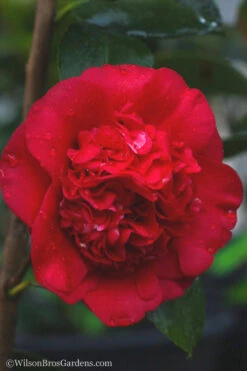 April Tryst Camellia Japonica - 7 Gallon Pot (4-5') 11 April Tryst Camellia Japonica - 7 Gallon Pot (4-5') -Bush Sale Shop camellia april tryst 21 2
