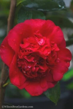 April Tryst Camellia Japonica - 7 Gallon Pot (3-4') 11 April Tryst Camellia Japonica - 7 Gallon Pot (3-4') -Bush Sale Shop camellia april tryst 21
