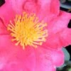 Autumn Rose Camellia - 3 Gallon Pot 1 Autumn Rose Camellia - 3 Gallon Pot -Bush Sale Shop camellia autumn rose 1