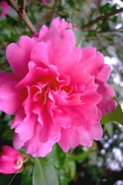 Autumn Spirit Camellia - Hybrid - 1 Gallon Pot