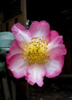 Autumn Sunrise Camellia Sasanqua - 1 Gallon Pot -Bush Sale Shop camellia autumn sunrise 10