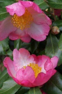 Autumn Sunrise Camellia Sasanqua - 1 Gallon Pot -Bush Sale Shop camellia autumn sunrise 2