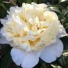 Brushfield Yellow Camellia Japonica - 3 Gallon Pot 1 Brushfield Yellow Camellia Japonica - 3 Gallon Pot -Bush Sale Shop camellia brushfield yellow 11 1