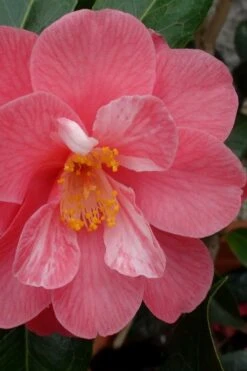 Coral Delight Camellia Hybrid - 3 Gallon Pot 12 Coral Delight Camellia Hybrid - 3 Gallon Pot -Bush Sale Shop camellia coral delight 3