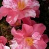 Coral Delight Camellia Hybrid - 1 Gallon Pot 1 Coral Delight Camellia Hybrid - 1 Gallon Pot -Bush Sale Shop camellia coral delight 4 1