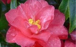 Coral Delight Camellia Hybrid - 1 Gallon Pot 13 Coral Delight Camellia Hybrid - 1 Gallon Pot -Bush Sale Shop camellia coral delight 5 1