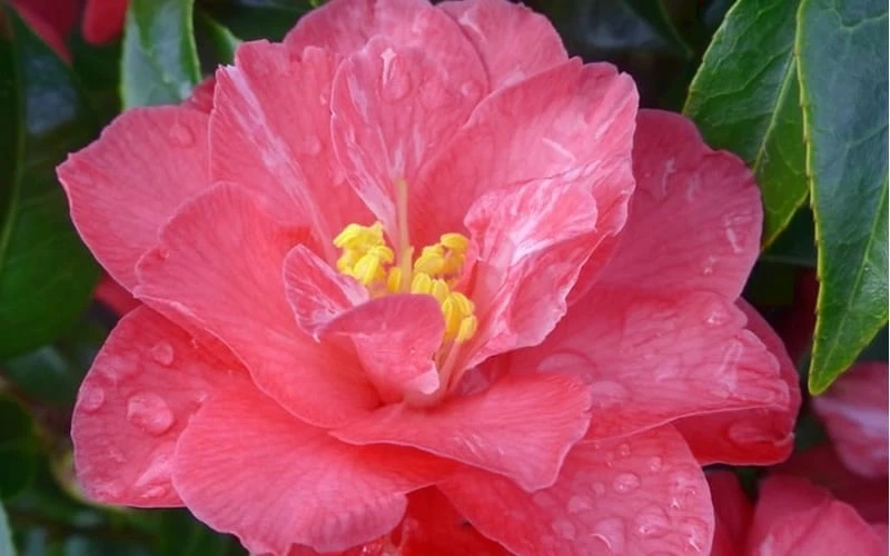 Coral Delight Camellia Hybrid - 3 Gallon Pot 8 Coral Delight Camellia Hybrid - 3 Gallon Pot - Image 6
