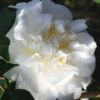 Cream Puff Fragrant Camellia - 3 Gallon Pot 2 Cream Puff Fragrant Camellia - 3 Gallon Pot -Bush Sale Shop camellia cream puff 4