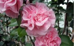 Debutante Pink Camellia Japonica - 6 Pack Of 1 Gallon Pots -Bush Sale Shop camellia debutante pink 5