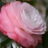 Desire Camellia Japonica - 3 Gallon Pot 2 Desire Camellia Japonica - 3 Gallon Pot -Bush Sale Shop camellia desire 1