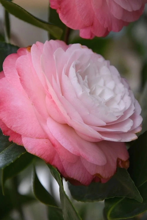 Desire Camellia Japonica - 3 Gallon Pot 3 Desire Camellia Japonica - 3 Gallon Pot