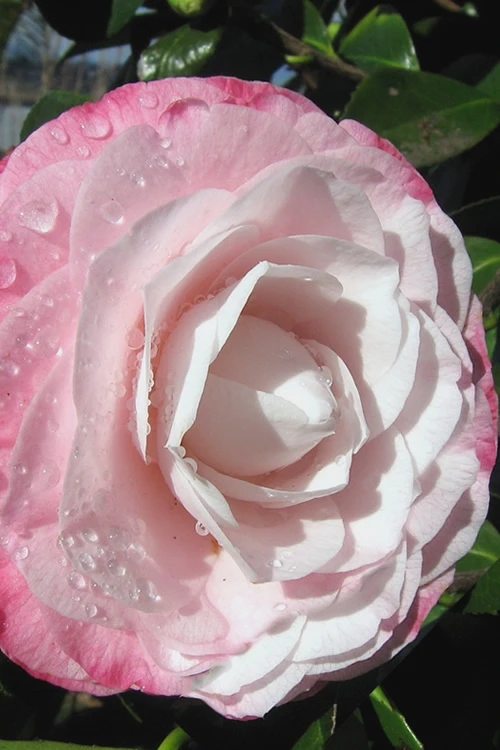 Desire Camellia Japonica - 3 Gallon Pot 7 Desire Camellia Japonica - 3 Gallon Pot - Image 5