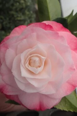 Desire Camellia Japonica - 1 Gallon Pot 10 Desire Camellia Japonica - 1 Gallon Pot -Bush Sale Shop camellia desire 3 1