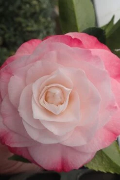 Desire Camellia Japonica - 3 Gallon Pot 10 Desire Camellia Japonica - 3 Gallon Pot -Bush Sale Shop camellia desire 3