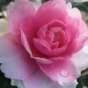 Dream Weaver Camellia Sasanqua - 3 Gallon Pot 2 Dream Weaver Camellia Sasanqua - 3 Gallon Pot -Bush Sale Shop camellia dreamweaver