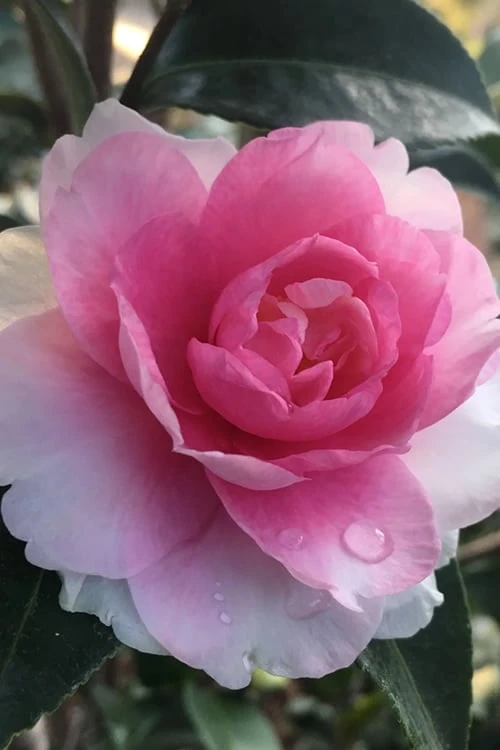 Dream Weaver Camellia Sasanqua - 3 Gallon Pot 3 Dream Weaver Camellia Sasanqua - 3 Gallon Pot