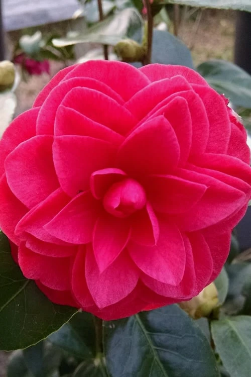 Glen 40 Camellia Japonica - 1 Gallon Pot 8 Glen 40 Camellia Japonica - 1 Gallon Pot - Image 6