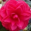 Glen 40 Camellia Japonica - 1 Gallon Pot