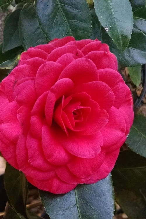 Glen 40 Camellia Japonica - 1 Gallon Pot 6 Glen 40 Camellia Japonica - 1 Gallon Pot - Image 4