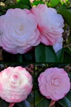 Guest Star Camellia Japonica - 3 Gallon Pot 11 Guest Star Camellia Japonica - 3 Gallon Pot -Bush Sale Shop camellia guest star 3