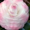 Guest Star Camellia Japonica - 1 Gallon Pot 2 Guest Star Camellia Japonica - 1 Gallon Pot -Bush Sale Shop camellia guest star 7 1