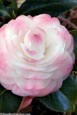 Bush Sale Shop 21 Guest Star Camellia Japonica - 3 Gallon Pot