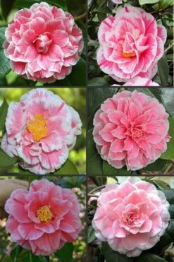 Brilliant Gem Fragrant Camellia Japonica - Herme - 3 Gallon Pot 11 Brilliant Gem Fragrant Camellia Japonica - Herme - 3 Gallon Pot -Bush Sale Shop camellia herrmes 1 2