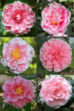 Brilliant Gem Fragrant Camellia Japonica 'Herme' - 7 Gallon Pot 11 Brilliant Gem Fragrant Camellia Japonica 'Herme' - 7 Gallon Pot -Bush Sale Shop camellia herrmes 1