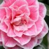Brilliant Gem Fragrant Camellia Japonica 'Herme' - 1 Gallon Pot 1 Brilliant Gem Fragrant Camellia Japonica 'Herme' - 1 Gallon Pot -Bush Sale Shop camellia herrmes 5 1