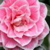 Brilliant Gem Fragrant Camellia Japonica 'Herme' - 7 Gallon Pot