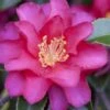 Hiryu Camellia Sasanqua - 3 Gallon Pot 2 Hiryu Camellia Sasanqua - 3 Gallon Pot -Bush Sale Shop camellia hiryu 1