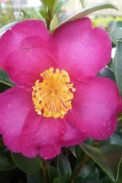 Hiryu Camellia Sasanqua - 3 Gallon Pot 12 Hiryu Camellia Sasanqua - 3 Gallon Pot -Bush Sale Shop camellia hiryu 2
