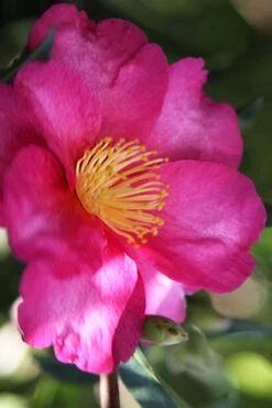 Hiryu Camellia Sasanqua - 3 Gallon Pot 11 Hiryu Camellia Sasanqua - 3 Gallon Pot -Bush Sale Shop camellia hiryu 3
