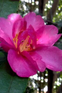 Hiryu Camellia Sasanqua - 3 Gallon Pot 13 Hiryu Camellia Sasanqua - 3 Gallon Pot -Bush Sale Shop camellia hiryu 4