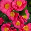 Bright Eyes Camellia Japonica - 3 Gallon Pot 2 Bright Eyes Camellia Japonica - 3 Gallon Pot -Bush Sale Shop camellia hybrid bright eyes 1