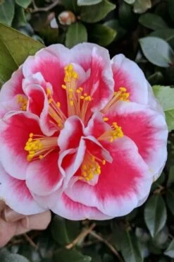 Bush Sale Shop 15 Irrational Exuberance Camellia Japonica - 1 Gallon Pot
