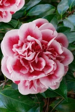 Irrational Exuberance Camellia Japonica - 1 Gallon Pot -Bush Sale Shop camellia irrational exuberance 7