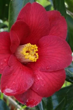 Bush Sale Shop 35 Adeyaka Camellia Japonica - 3 Gallon Pot