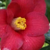 Adeyaka Camellia Japonica - 1 Gallon Pot