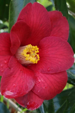 Bush Sale Shop 33 Adeyaka Camellia Japonica - 1 Gallon Pot
