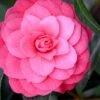 April Kiss Pink Double Flowered Camellia Japonica - 1 Gallon Pot 2 April Kiss Pink Double Flowered Camellia Japonica - 1 Gallon Pot -Bush Sale Shop camellia japonica april kiss 104 1