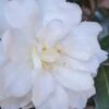 Chisato No Aki Camellia Japonica - 3 Gallon Pot 2 Chisato No Aki Camellia Japonica - 3 Gallon Pot -Bush Sale Shop camellia japonica chisato no aki 2