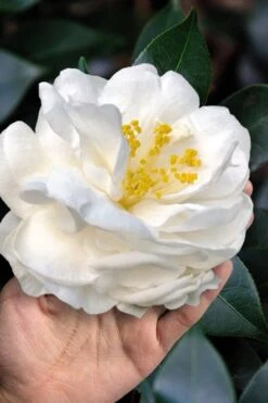 Colonial Dame Camellia - 3 Gallon Pot 13 Colonial Dame Camellia - 3 Gallon Pot -Bush Sale Shop camellia japonica colonial dame 11