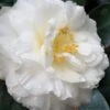 Colonial Dame Camellia - 3 Gallon Pot 1 Colonial Dame Camellia - 3 Gallon Pot -Bush Sale Shop camellia japonica colonial dame 20