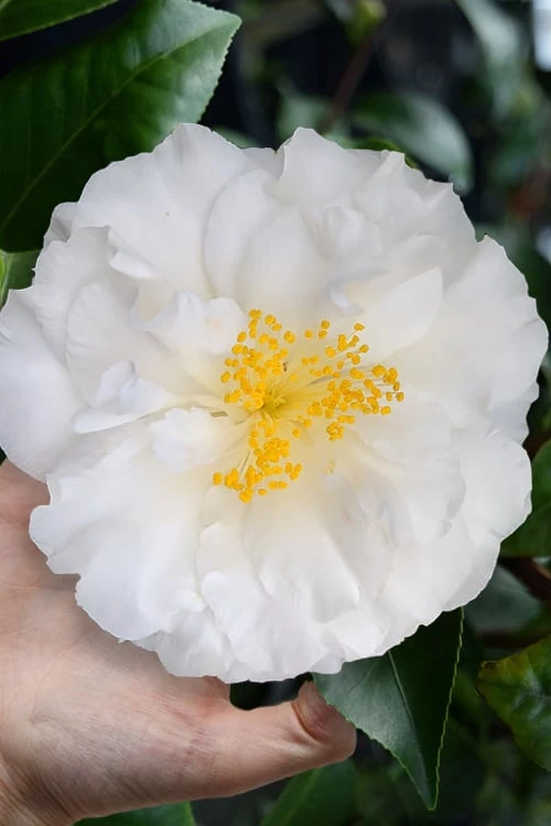 Colonial Dame Camellia - 3 Gallon Pot 6 Colonial Dame Camellia - 3 Gallon Pot - Image 4