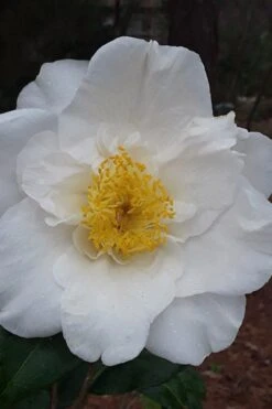 Colonial Dame Camellia - 3 Gallon Pot 12 Colonial Dame Camellia - 3 Gallon Pot -Bush Sale Shop camellia japonica colonial dame 7