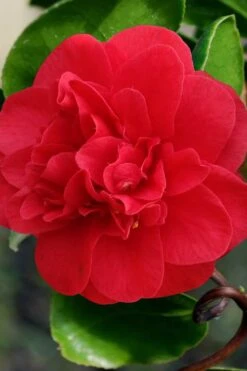 Curly Lady Camellia Japonica - 1 Gallon Pot -Bush Sale Shop camellia japonica curly lady 1