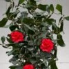 Curly Lady Camellia Japonica - 1 Gallon Pot 1 Curly Lady Camellia Japonica - 1 Gallon Pot -Bush Sale Shop camellia japonica curly lady 10