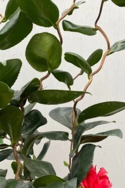 Curly Lady Camellia Japonica - 1 Gallon Pot -Bush Sale Shop camellia japonica curly lady 2