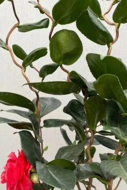 Curly Lady Camellia Japonica - 1 Gallon Pot -Bush Sale Shop camellia japonica curly lady 3